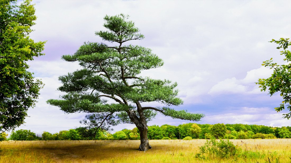 Podocarpus Tree